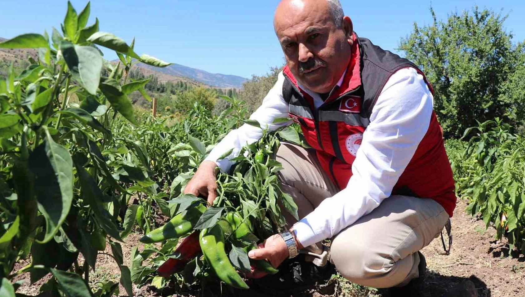 Salçalık biber ve domates hasadı başladı