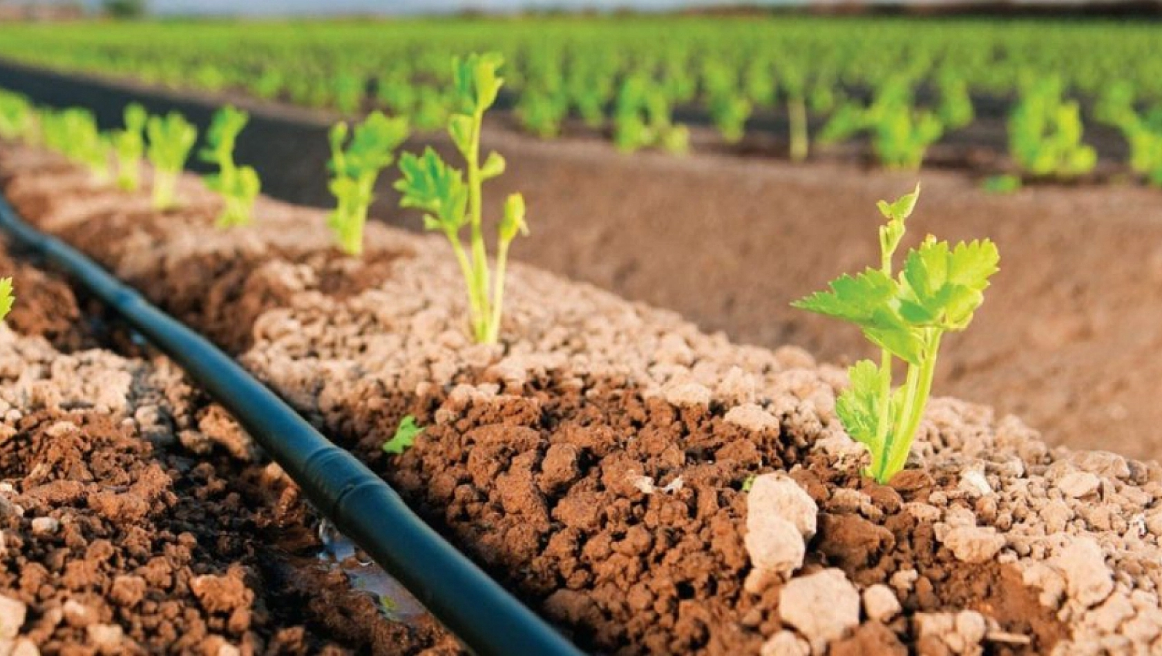 Tarımda Su Tasarrufu İçin Yeni Yöntemler Bulunmalı