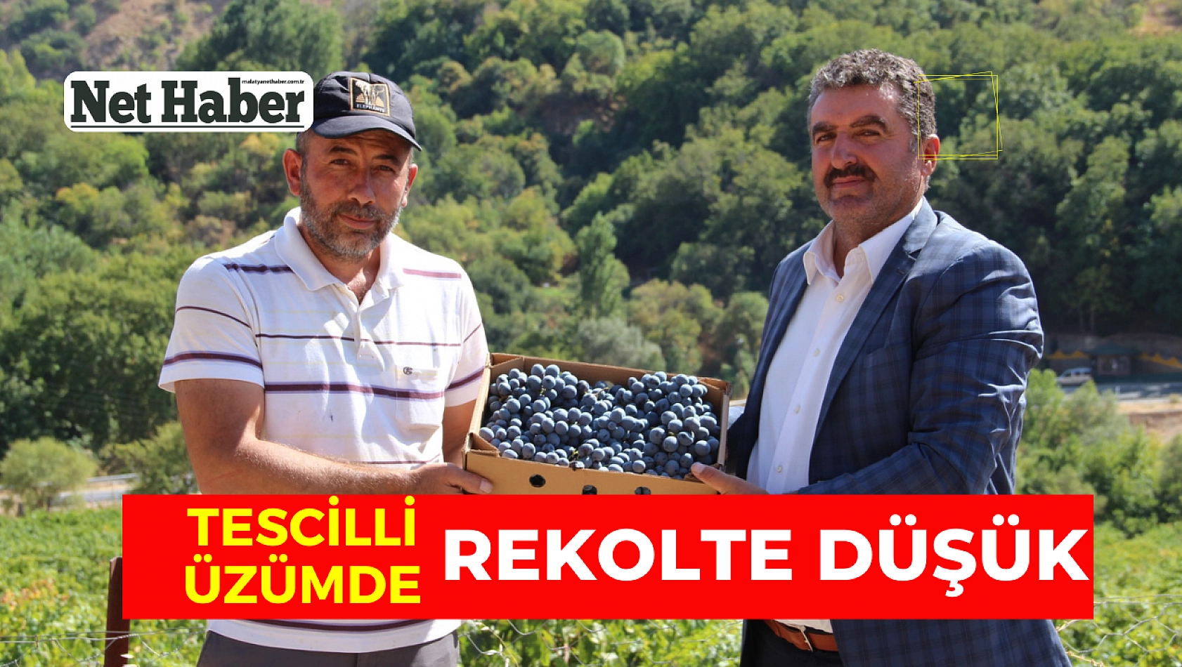 Tescilli üzümde rekolte düşük