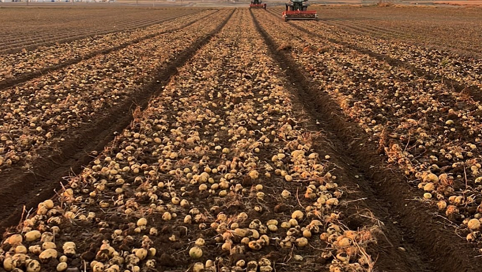 Tomarza'da Patates Hasadı