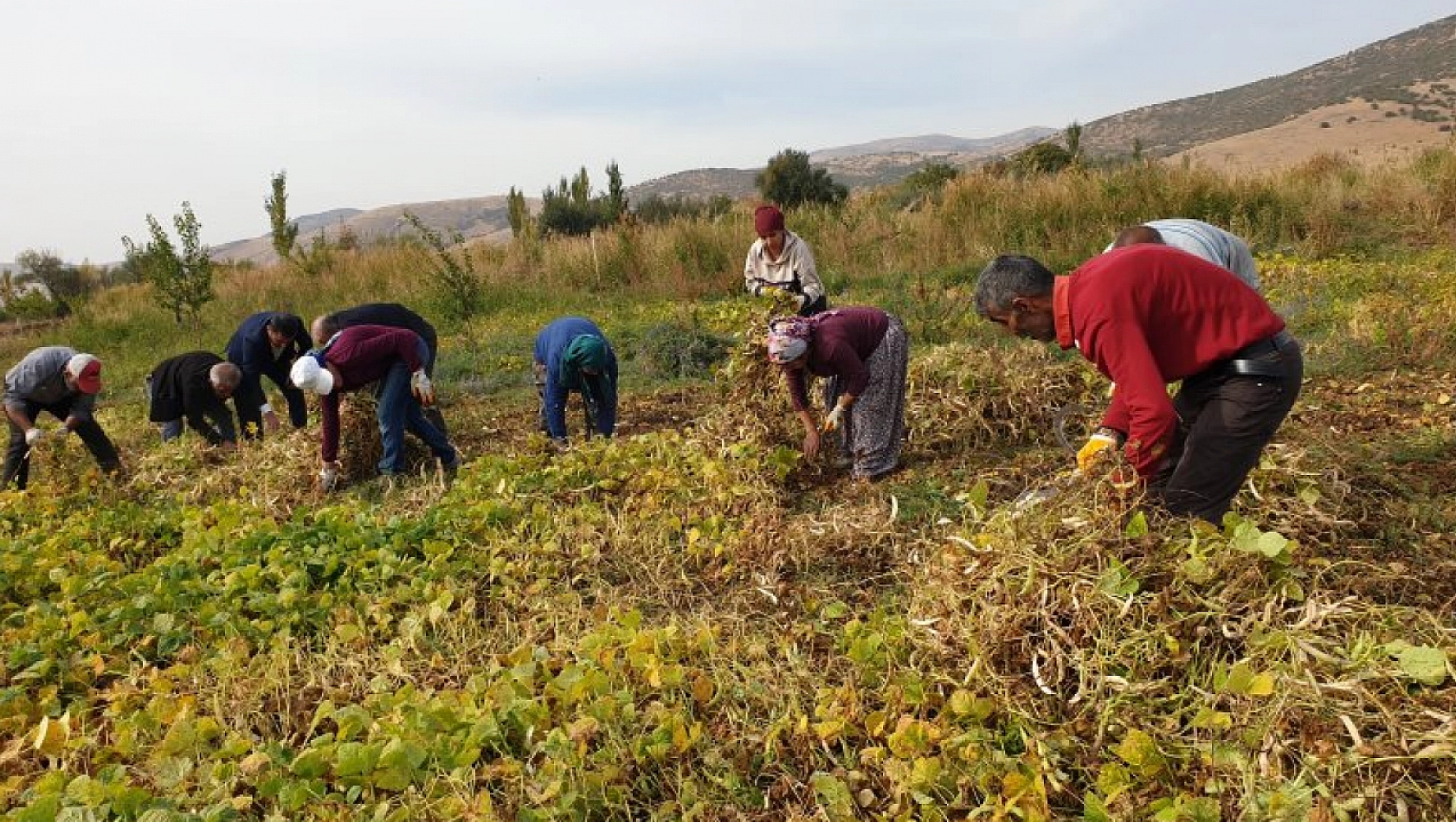 Türküler eşliğinde hasat