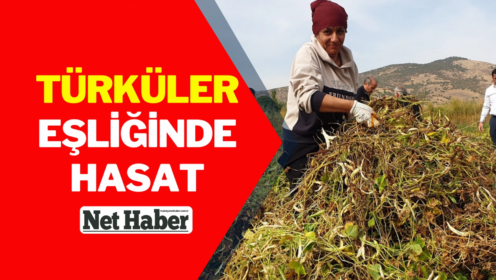 Türküler eşliğinde hasat