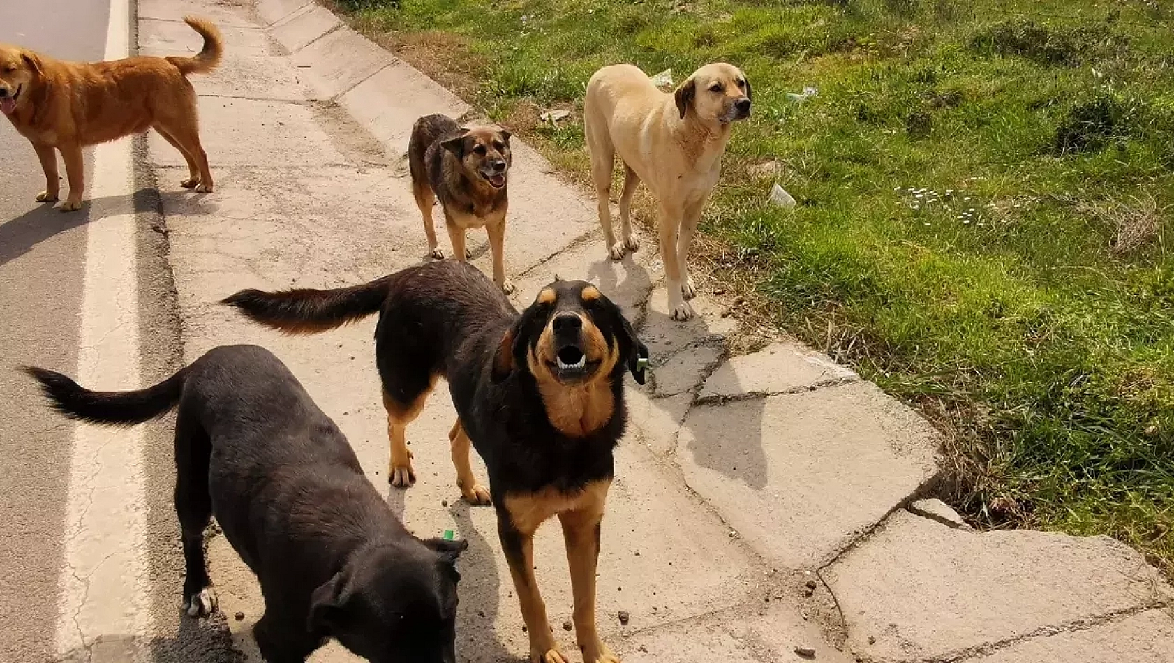 Vali Uyardı: Bu Görev Belediyelerin!