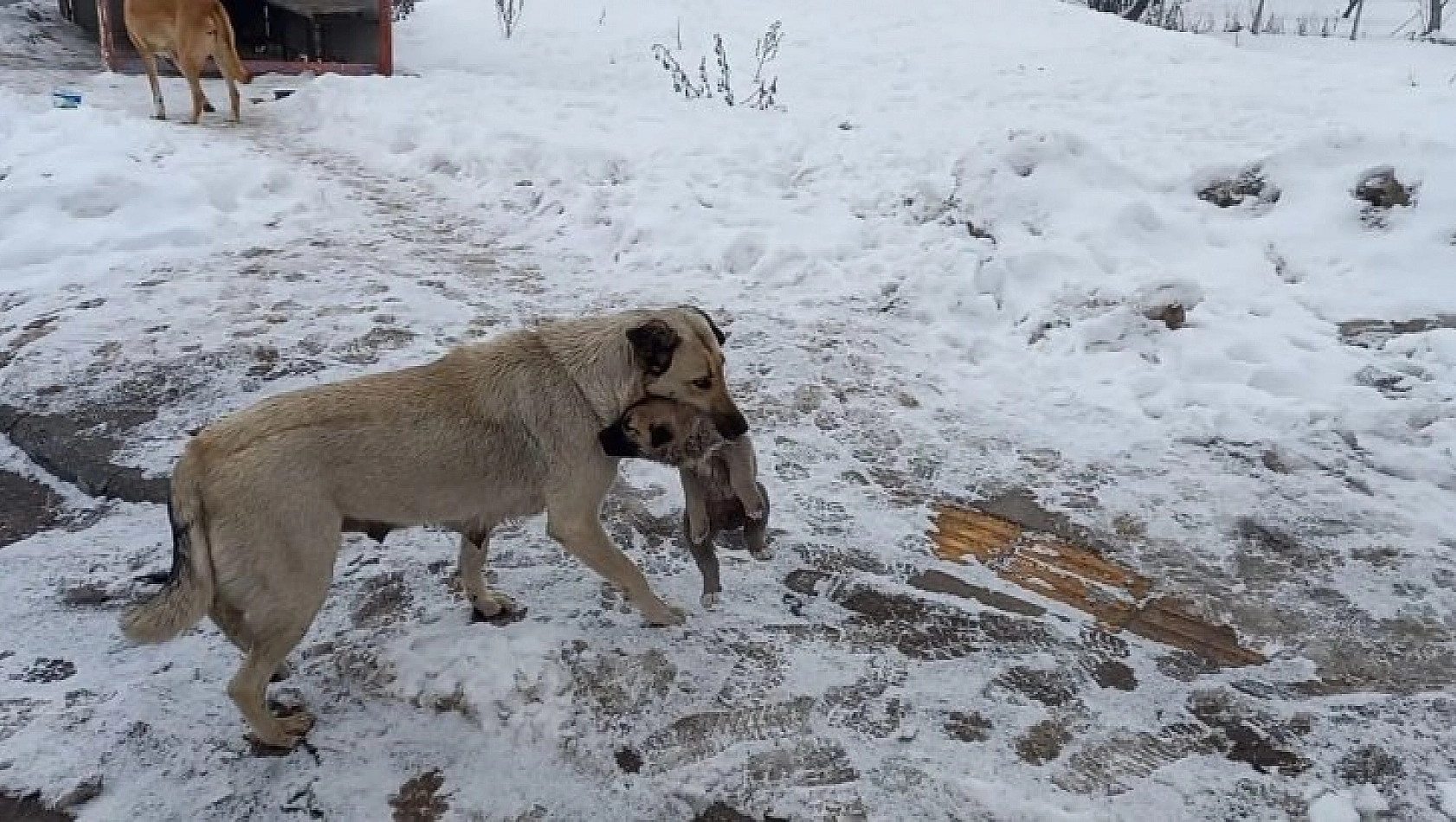 Yavru köpeğe anne şefkati