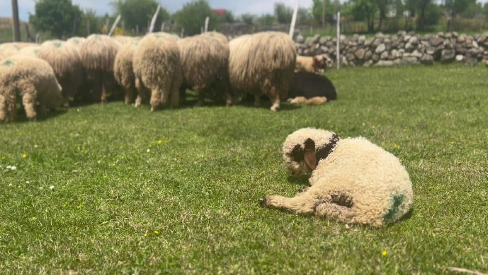 Yaylalar koyun kuzu sesleriyle şenlendi