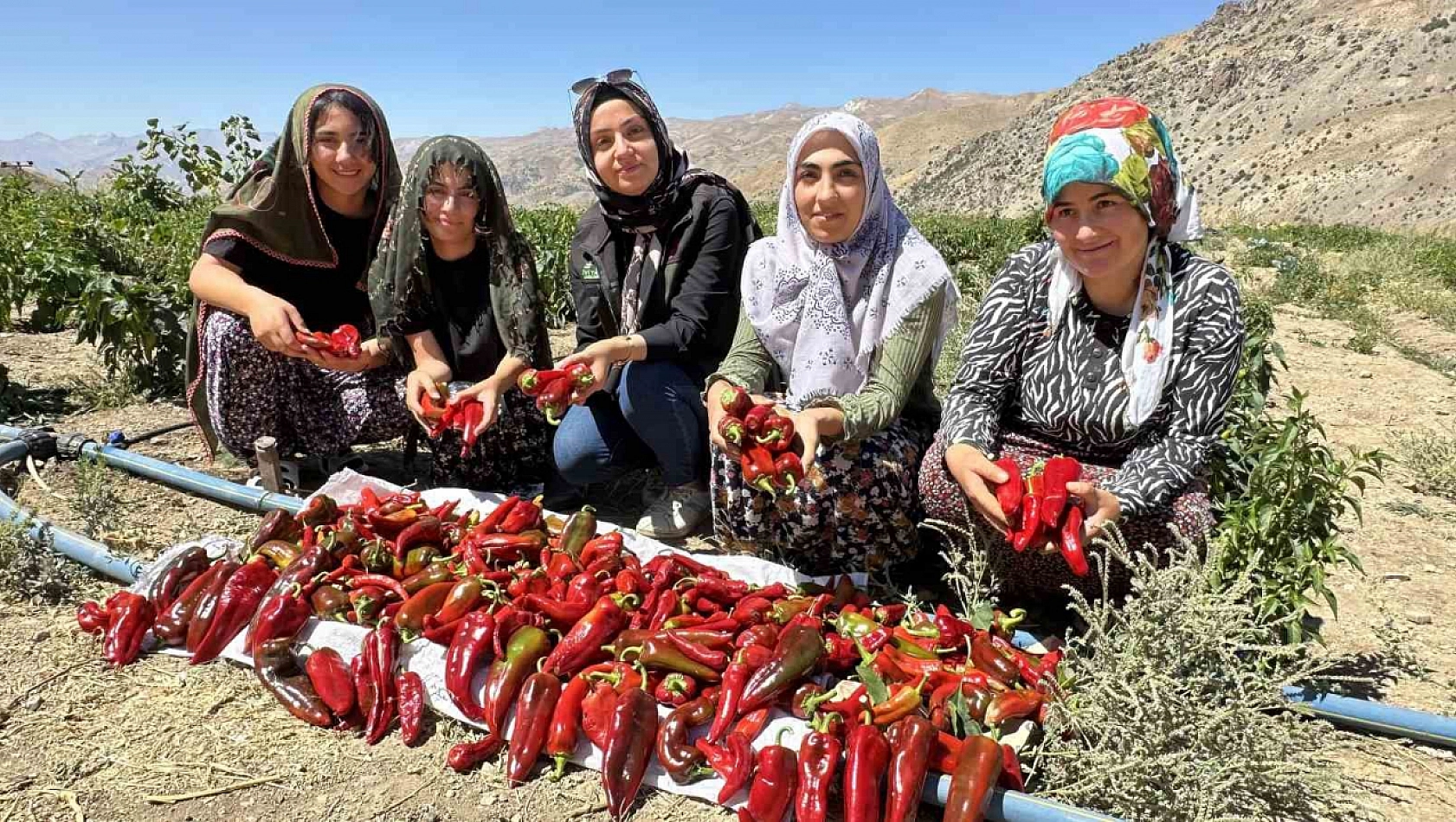 Biber hasadı başladı