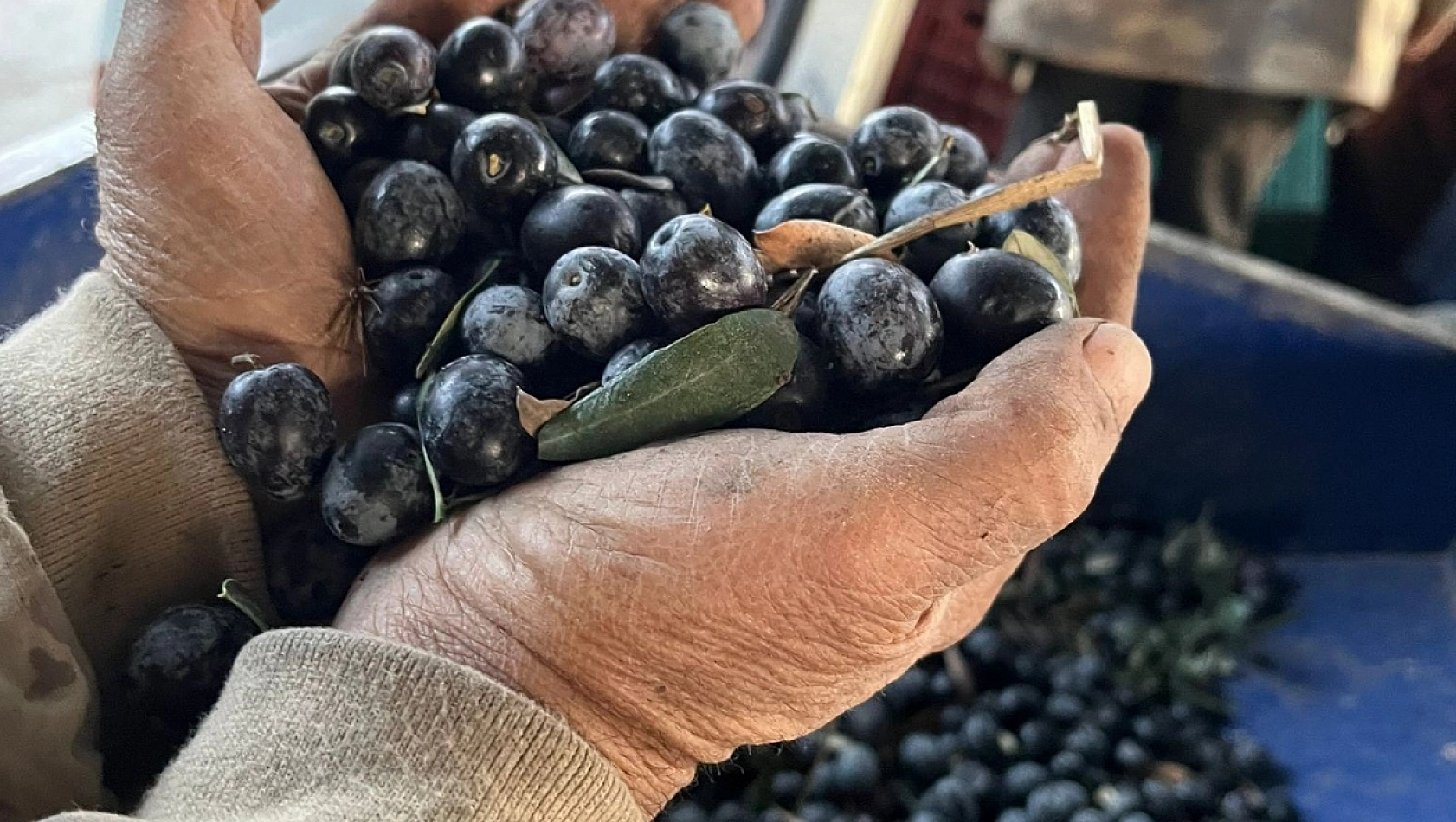 Zeytin az, fiyatlar yüksek