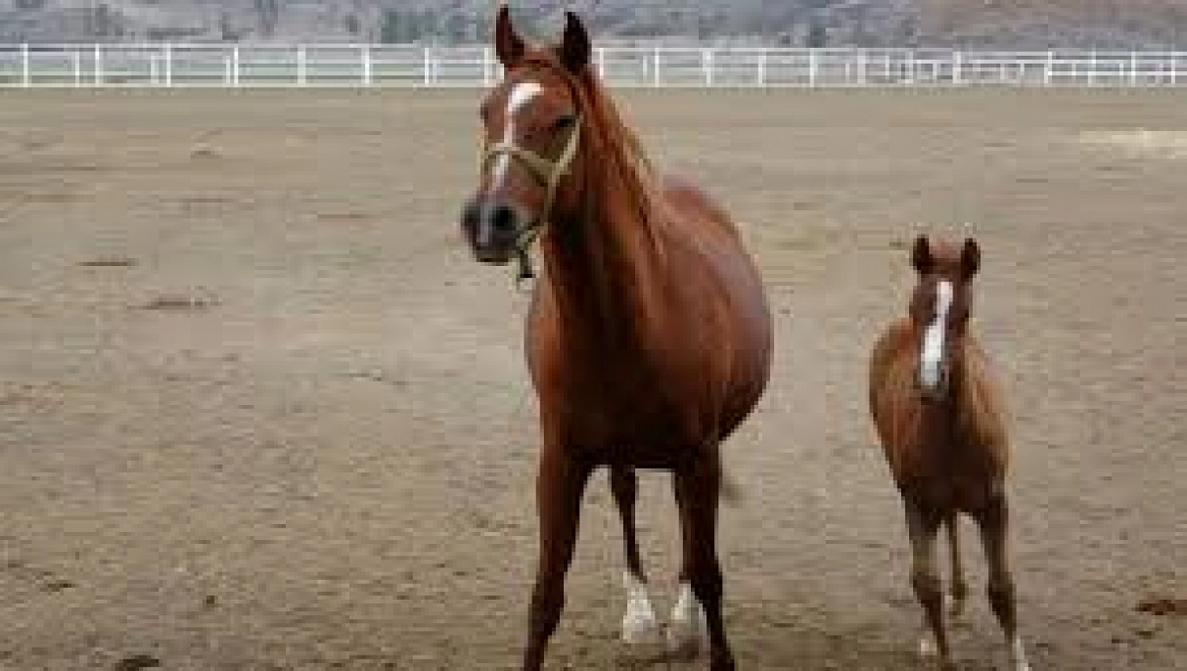 Malatya'da Yetiştirilen Milyonluk Taylar İstanbul'da Görücüye Çıkıyor!