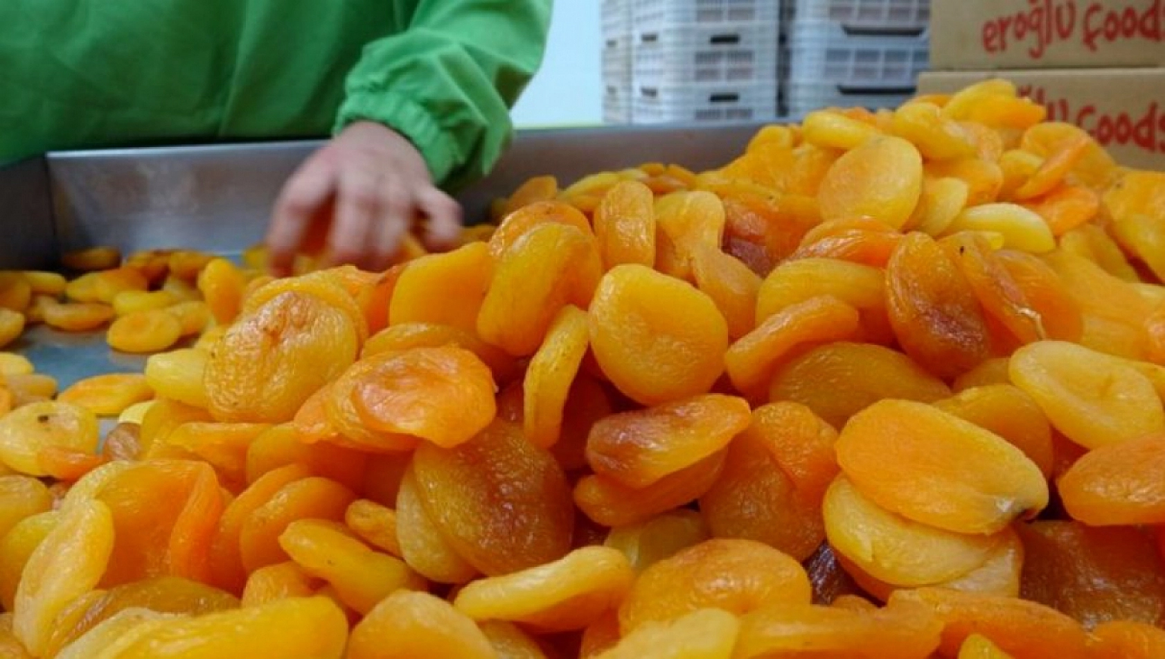 Malatya Kayısısı Tehlikede: Avrupa'dan Geri Gönderiliyor!