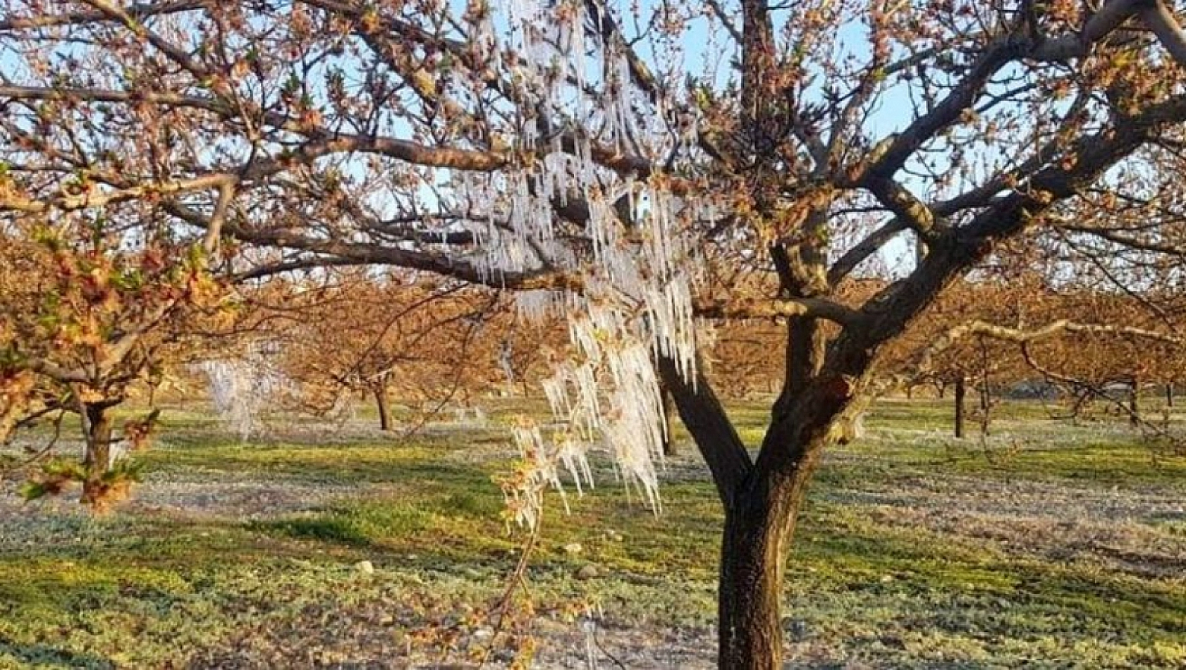 Meteoroloji'den Zirai Don Uyarısı: Malatya, Elazığ, Adıyaman Etkilenecek!