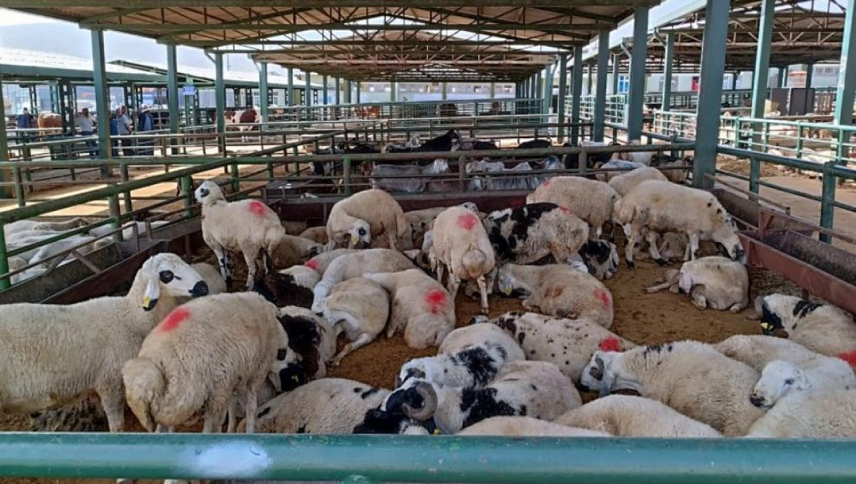 47 gündür kapalıydı! Malatya'da Hayvan Pazarı açılıyor mu?
