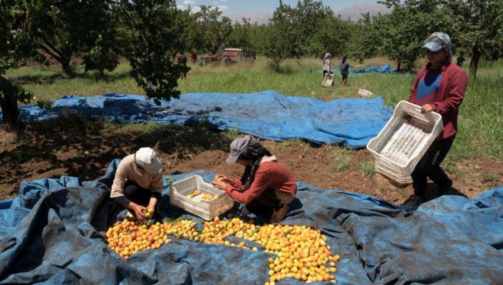 İklim Değişikliği Kayısıyı Olumsuz Etkileyecek: Coğrafi İşaret Gidebilir!