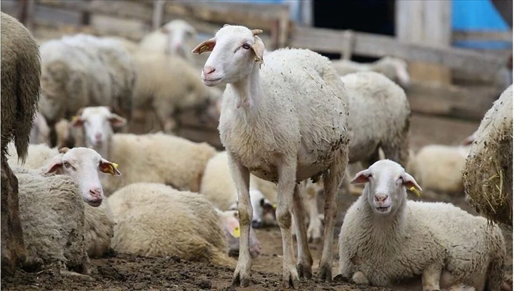 Malatya Valisi Destekleri Açıkladı! İşte Malatya'ya Deprem Sonrası Yapılan Destekler…