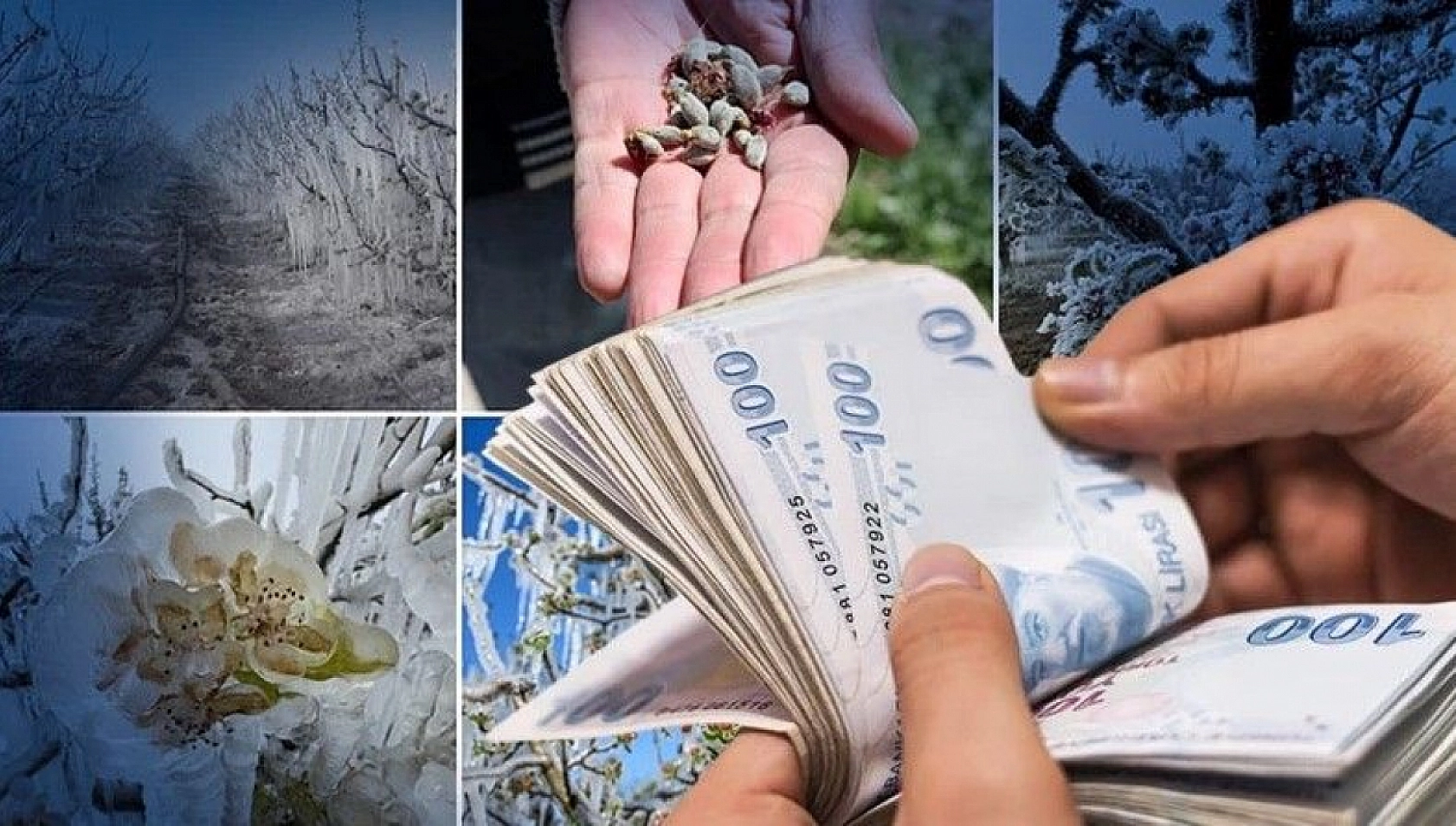 Malatya ve 36 ilde zirai don destekleri artıyor: 6,5 milyar TL daha ödenecek