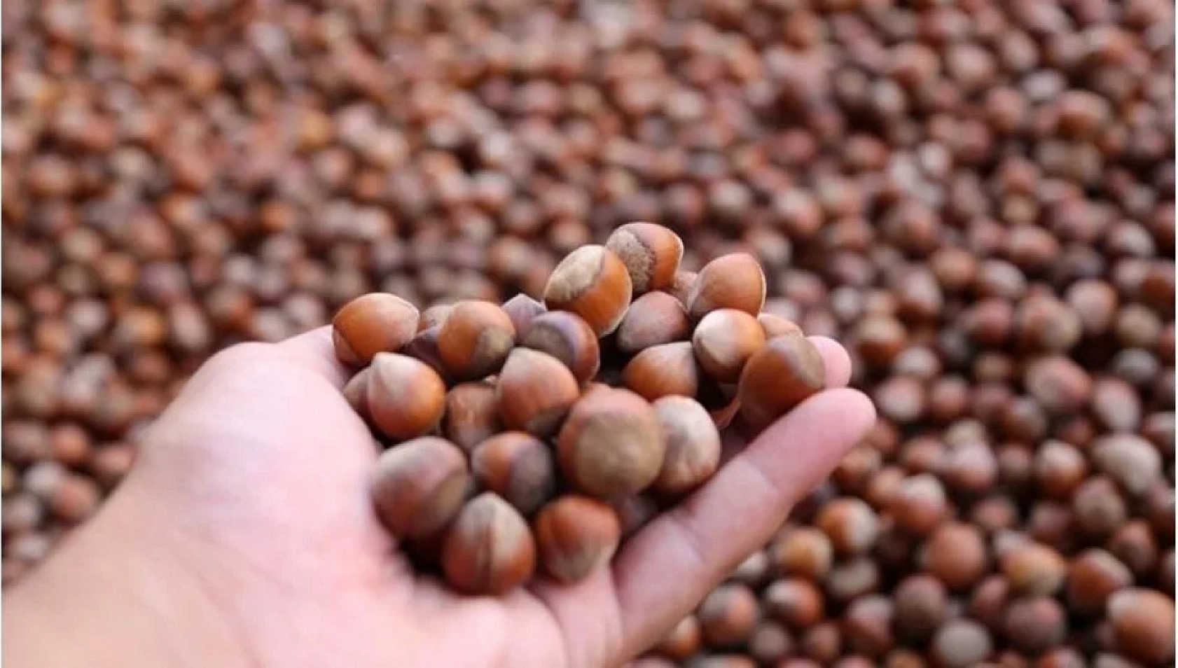 TMO'dan Alım Kararı! Malatya Kayısısı Giresun Fındığının Gölgesinde Kaldı!