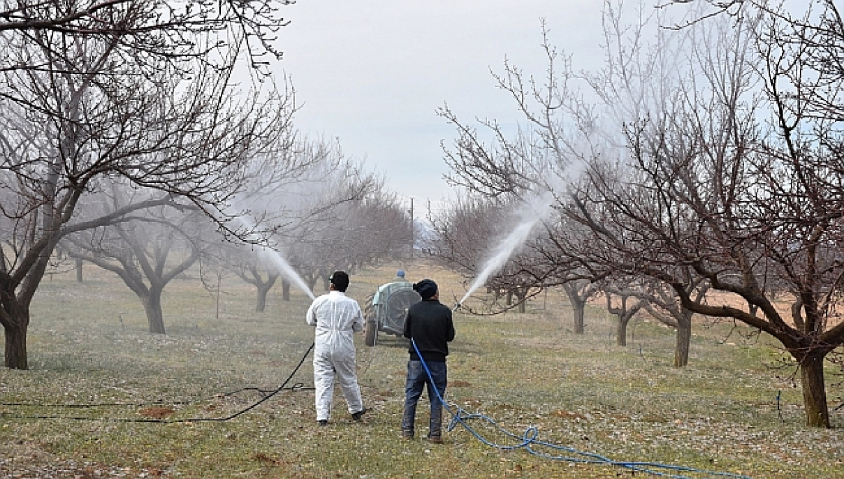 Ziraat Fakültesi Dekanı Açıkladı: Kayısı Üreticileri En Fazla Bu Hataları Yapıyor…!