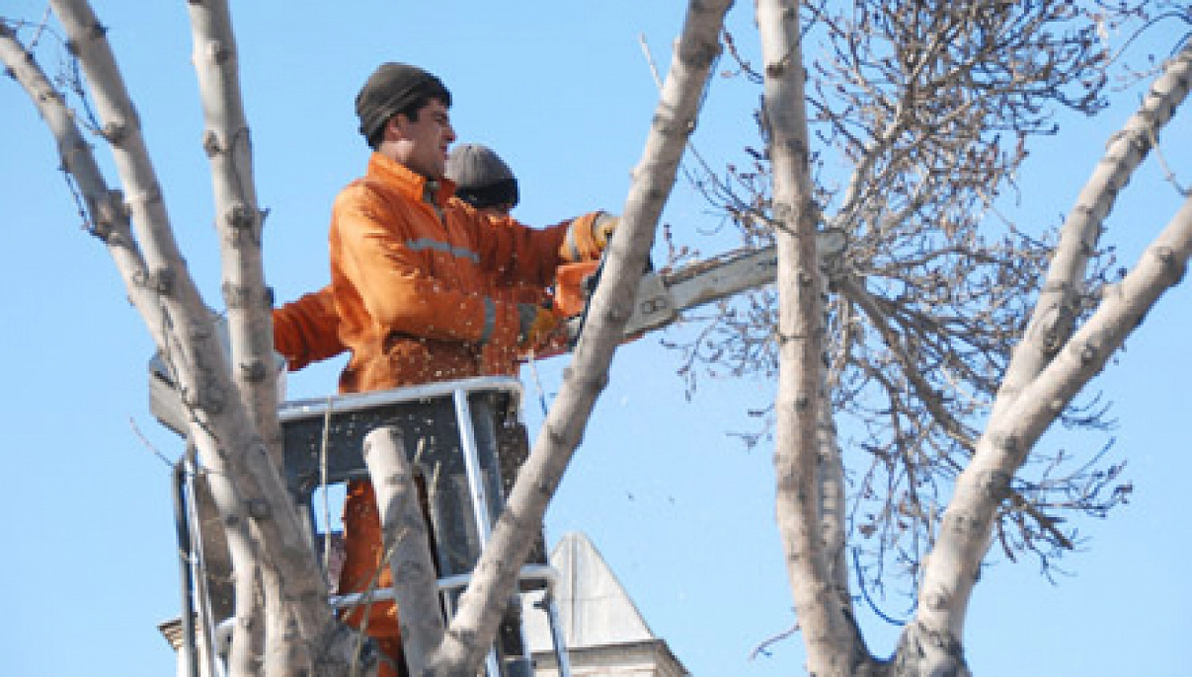 Üreticiler Uyarıldı: Kayısı Ağaçları İçin Tam Zamanı!
