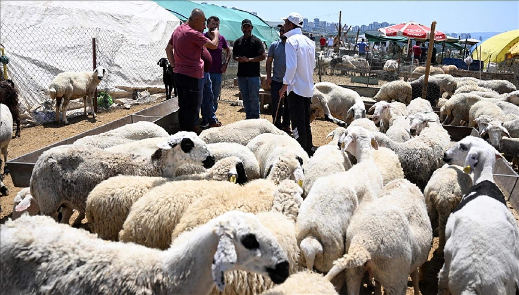 Malatya'da kurban kesecekler dikkat! Kurallar netleşti| Kurallara uymayanlar yandı