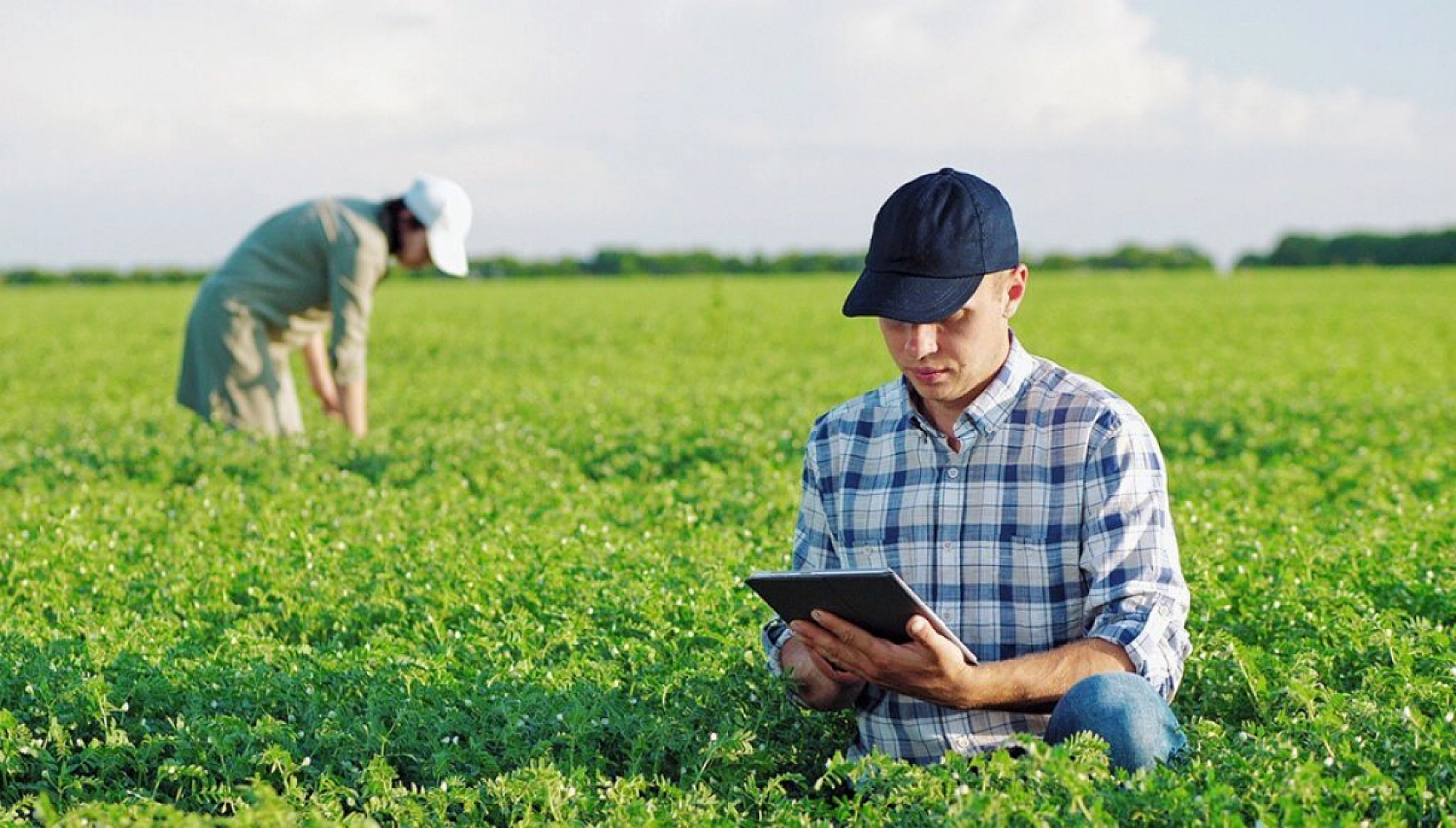 Malatya Çiftçisine Destek Yağmuru: Hesaplara 1 milyar 445 milyon 424 bin Lira Aktarılıyor…