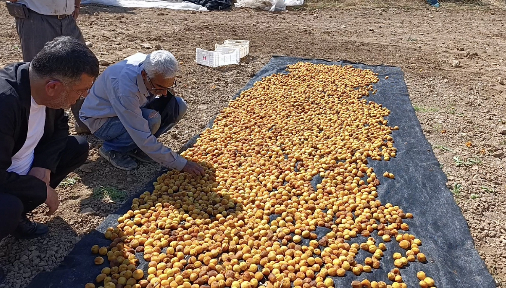 Binbir emekle toplanıp kurutulmaya bırakılmıştı... Veli Ağbaba açıkladı: 200 ton kayısı ziyan oldu