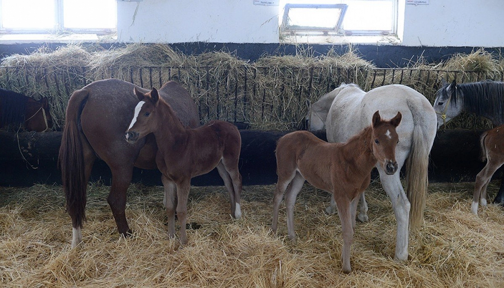 95 şampiyon adayı tay dünyaya geldi