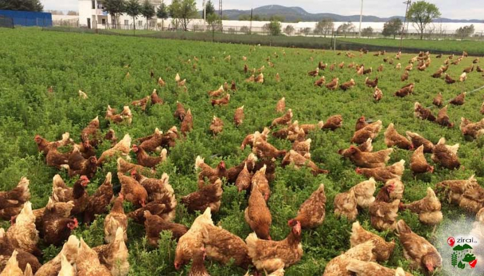 Malatya'da Kümeslerin Dengesi Şaştı: Et Tırmanıyor, Yumurta Eriyor