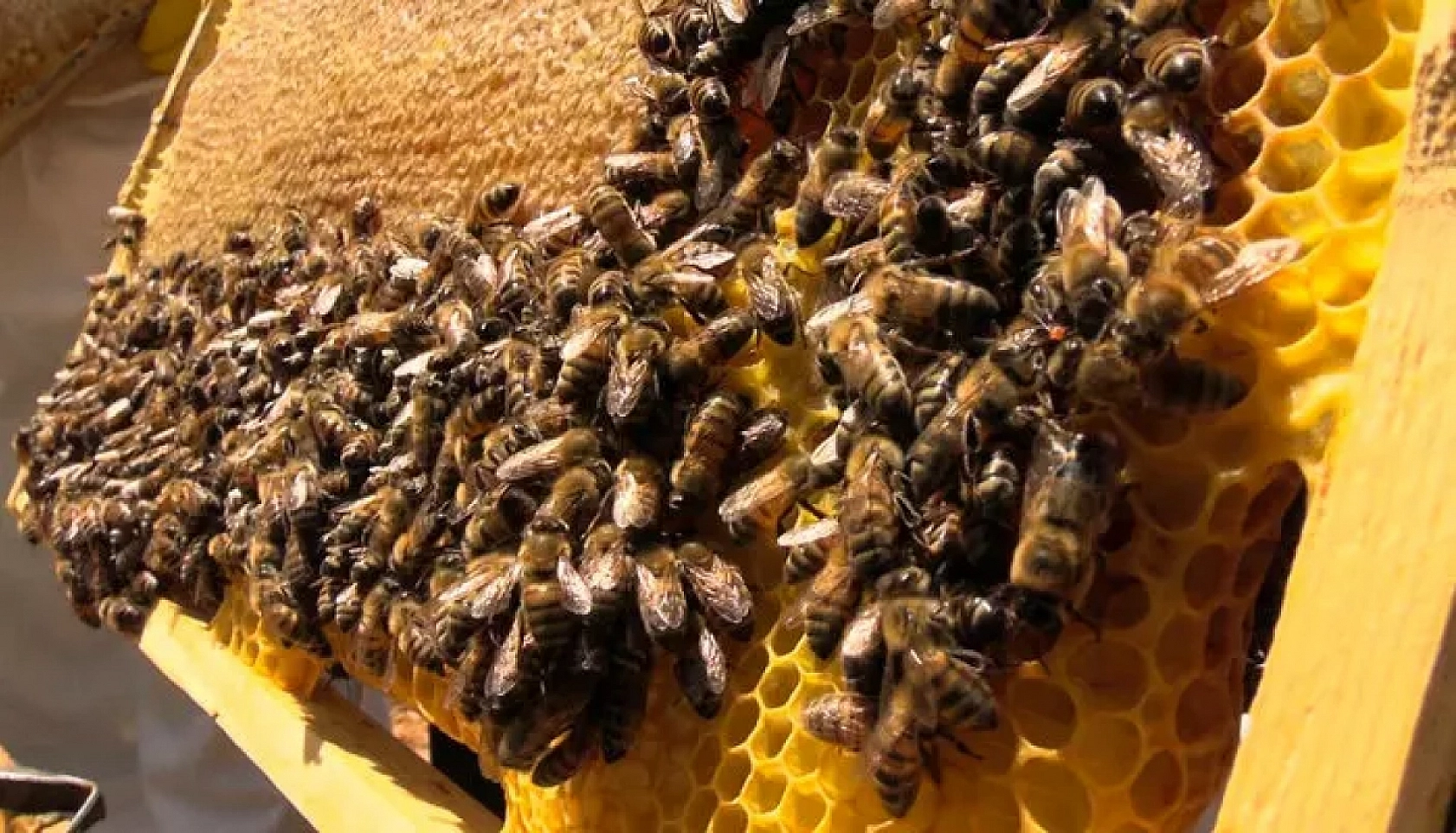 Tüketici Yine Kandırıldı: Marketlerdeki Bu 2 Markadan Uzak Durun!