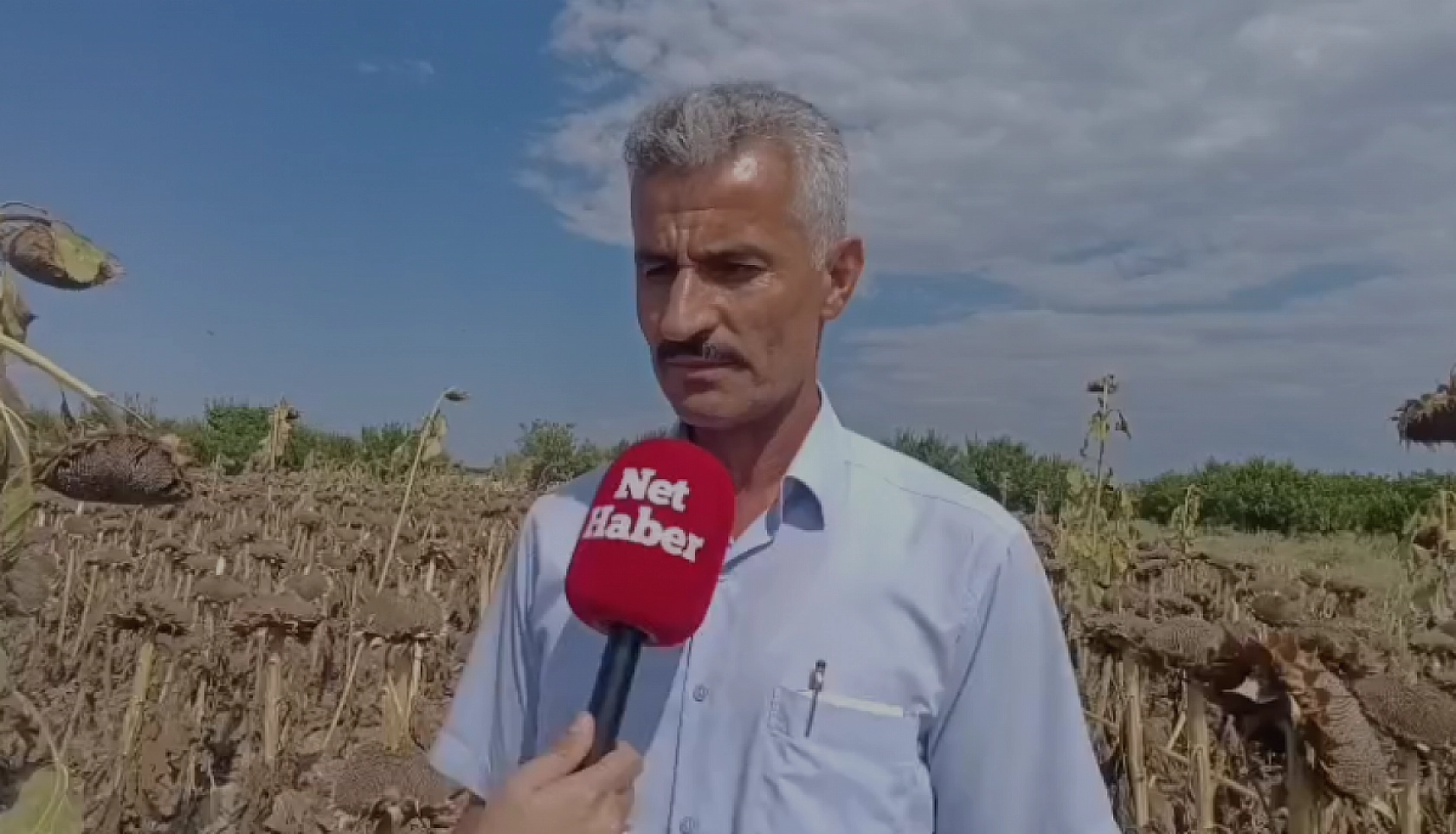 Kayısı diyarında ayçiçeği bereketi: Rekoltenin dekar başına 300 kiloyu aşması bekleniyor