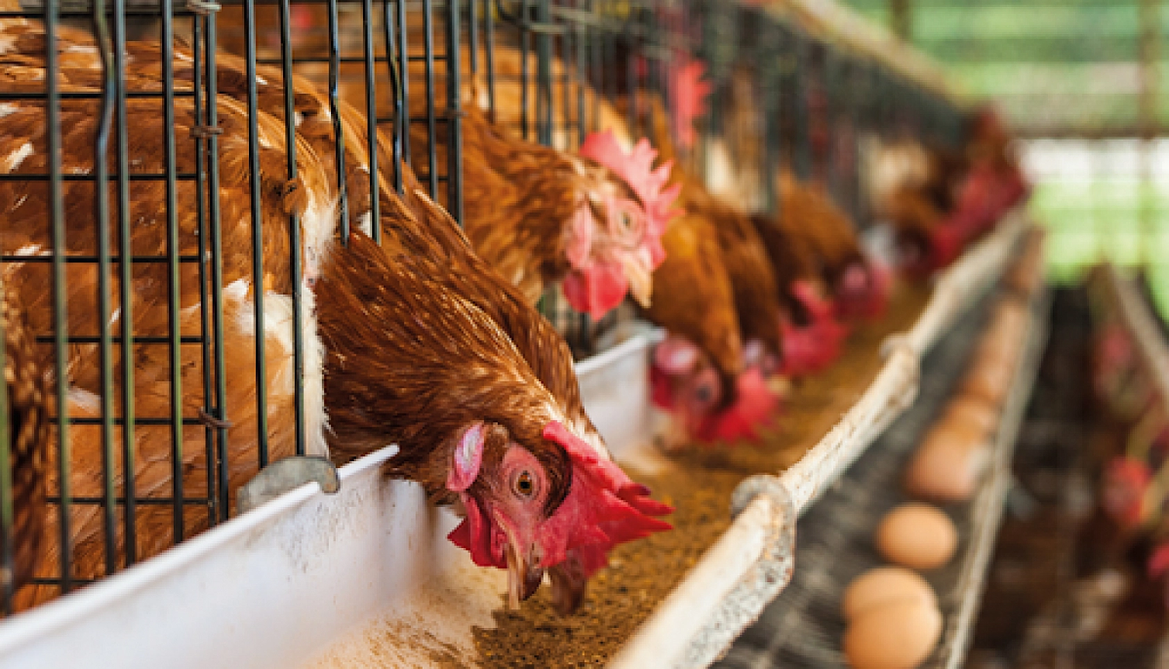 Malatya'da Kümeslerin Dengesi Şaştı: Et Tırmanıyor, Yumurta Eriyor