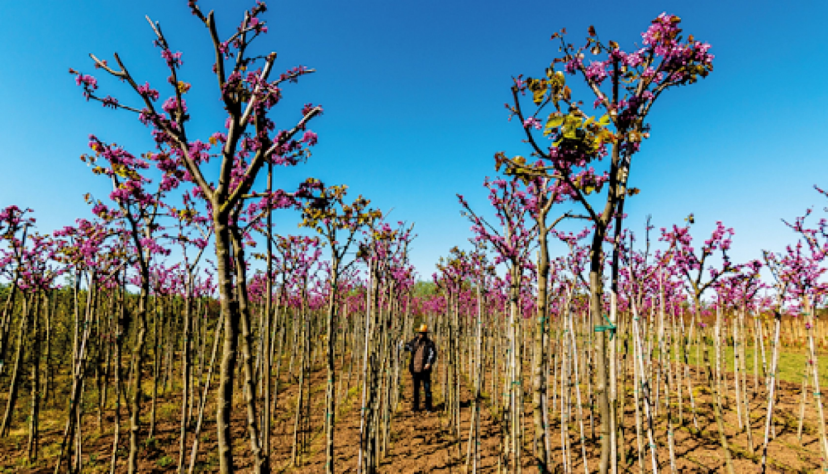 Malatyalılar dikkat: Hesaplarınızı kontrol edin ödemeler yatıyor…