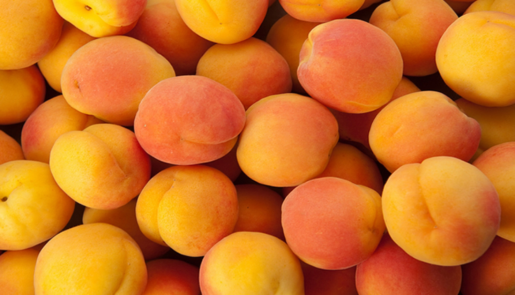 Fiyatlar Dibi Gördü: 50 Kilo Kayısı 1 Çeyrek Altın Ediyor!