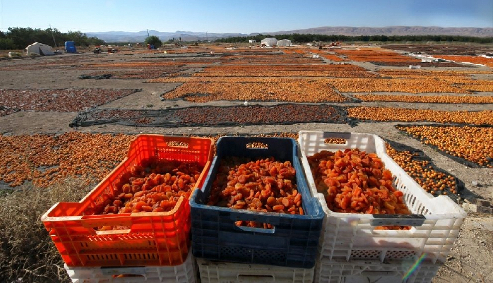 Kuru Kayısının Marketteki Fiyatı Dudak Uçuklattı!
