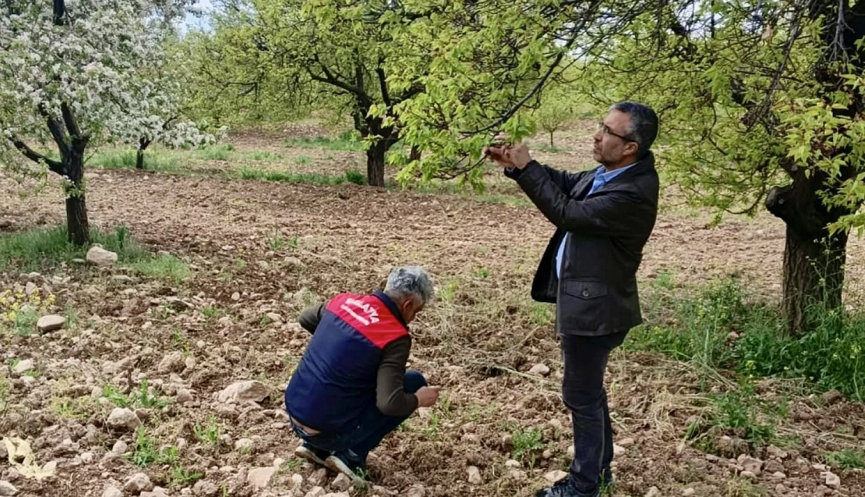 Malatya kayısısını dolu vurdu: Borçlar ertelenecek mi?