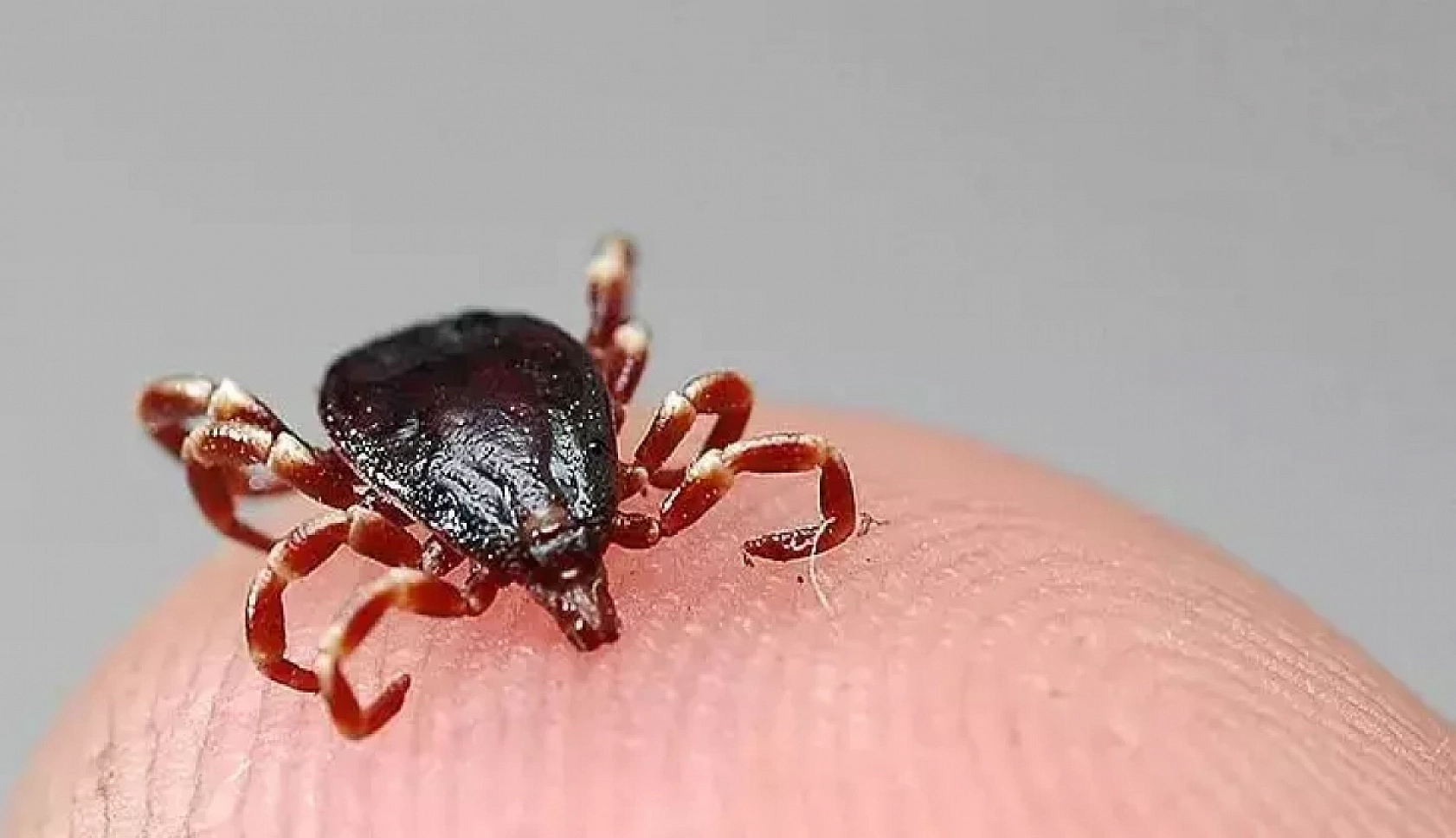 Dr. Çiftçi'den kene uyarısı: Malatya riskli iller arasında….!