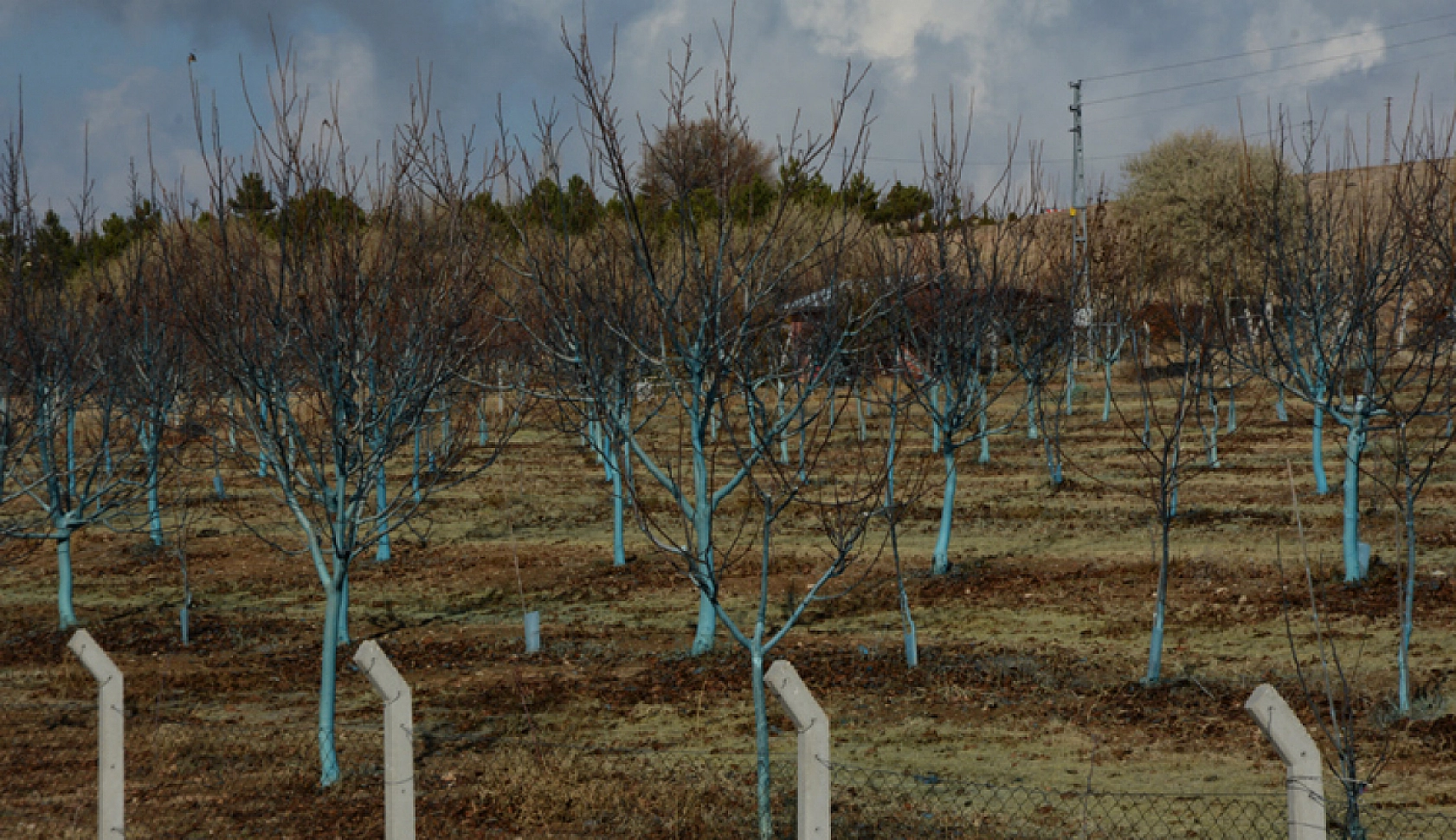 Kayısı üreticilerine kritik uyarı: Malatya'da ağaçlar boş kalabilir! Sakın ihmal etmeyin…