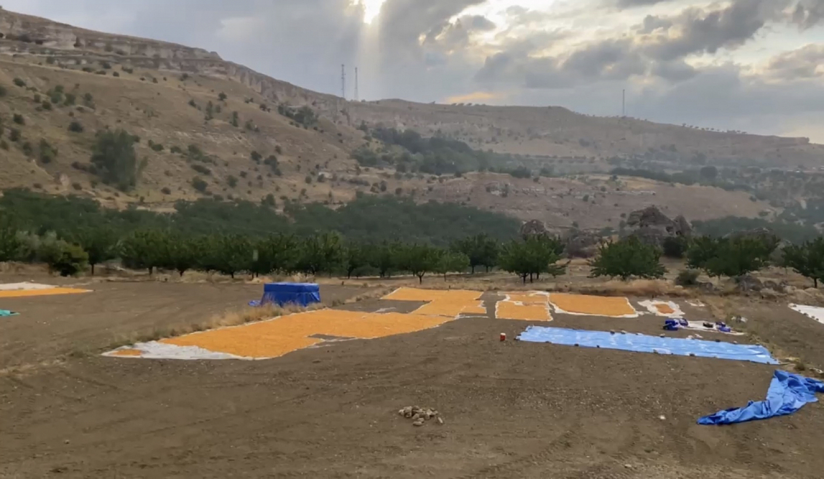 Malatya'da sağanak hayatı felç etti: Üreticilerin bir yıllık emeği çamur oldu