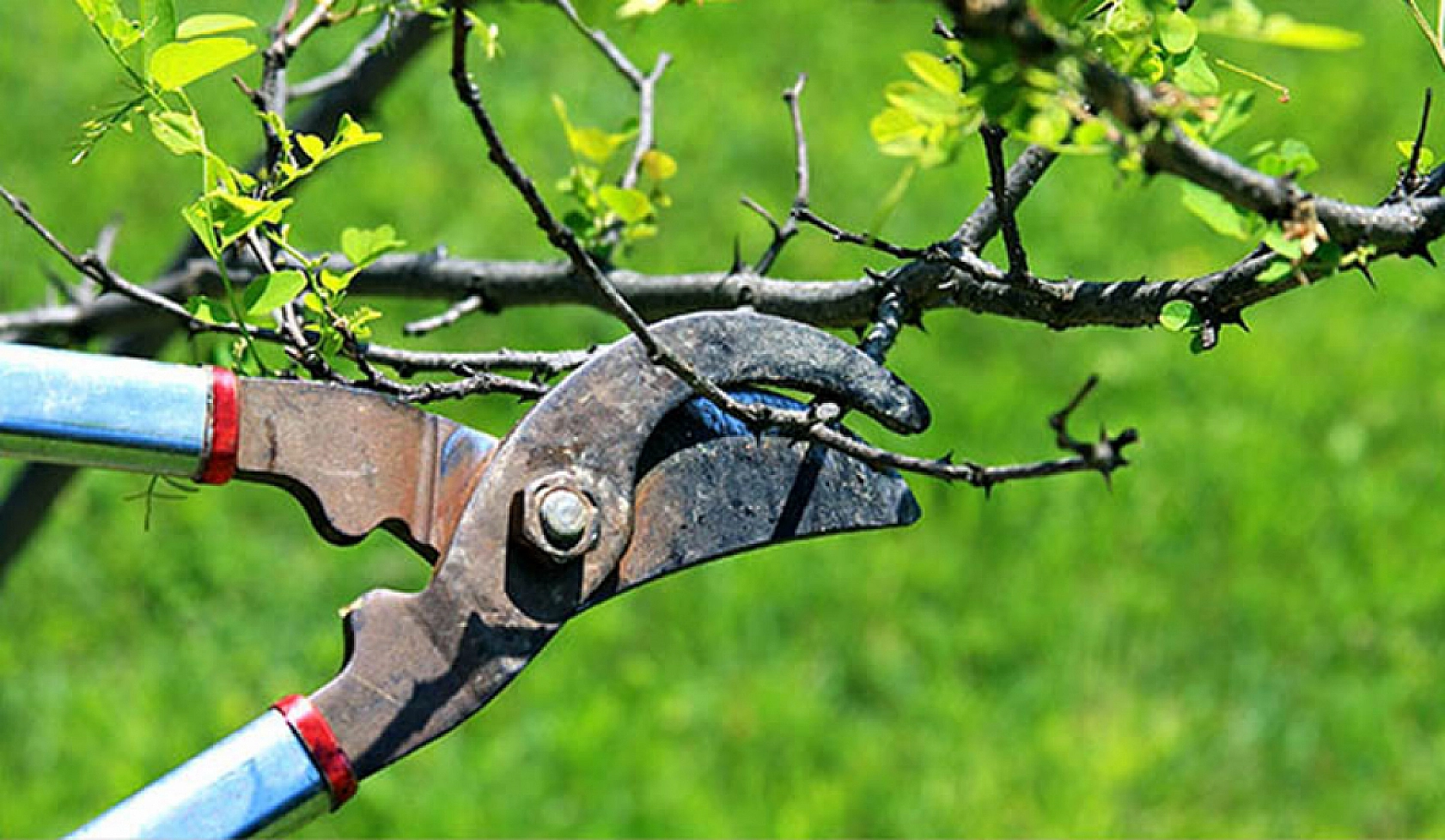 Üreticiler Uyarıldı: Kayısı Ağaçları İçin Tam Zamanı!