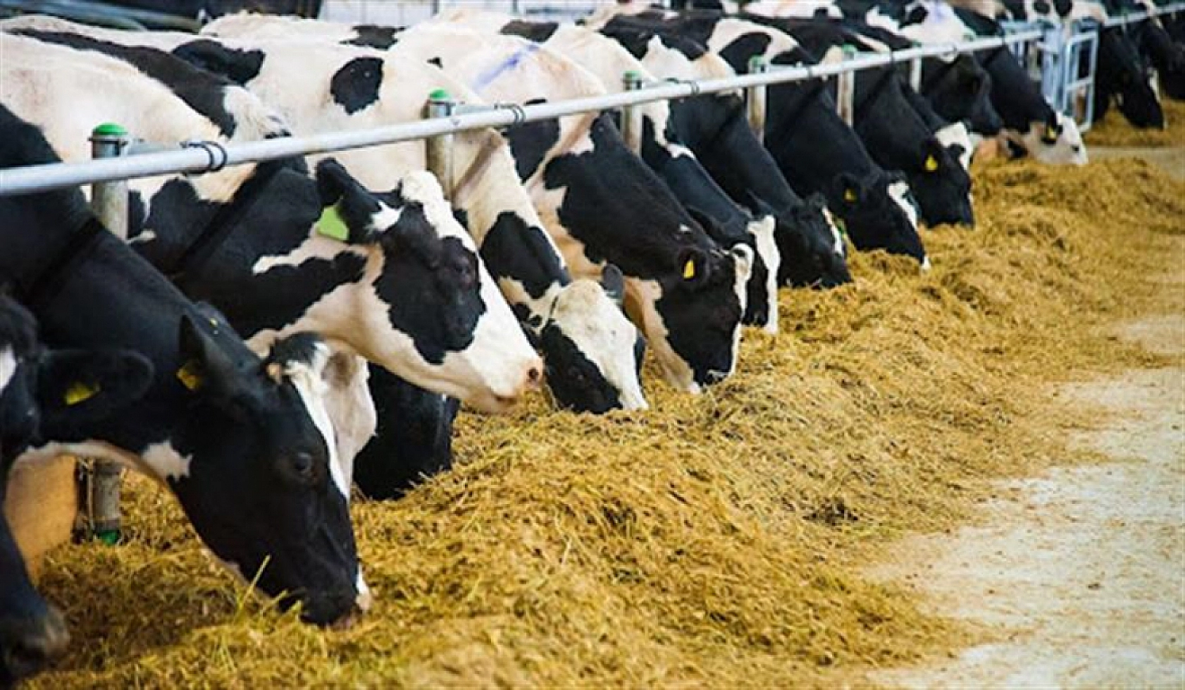 Malatya'da üretici yine kaybetti: Bir ayda iki zam!