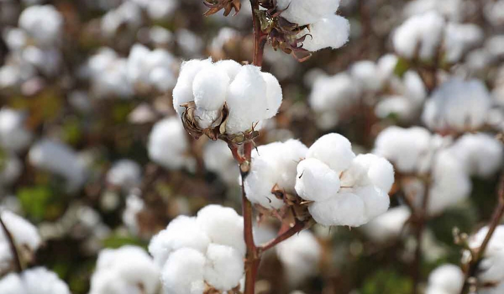 Malatya'da Destek Ödemeleri Arttırıldı…! Dekar Başına Güncel Fiyatlar Açıklandı…