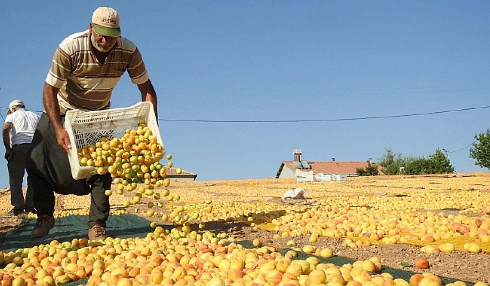 TMO'dan Alım Kararı! Malatya Kayısısı Giresun Fındığının Gölgesinde Kaldı!