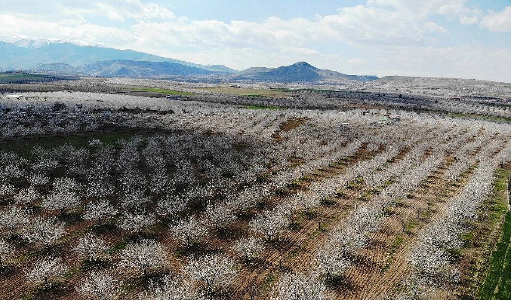 Valilik Kayısıyı Bekleyen Tehlikeye Karşı Uyardı: Geç Olmadan Önlem Alın!