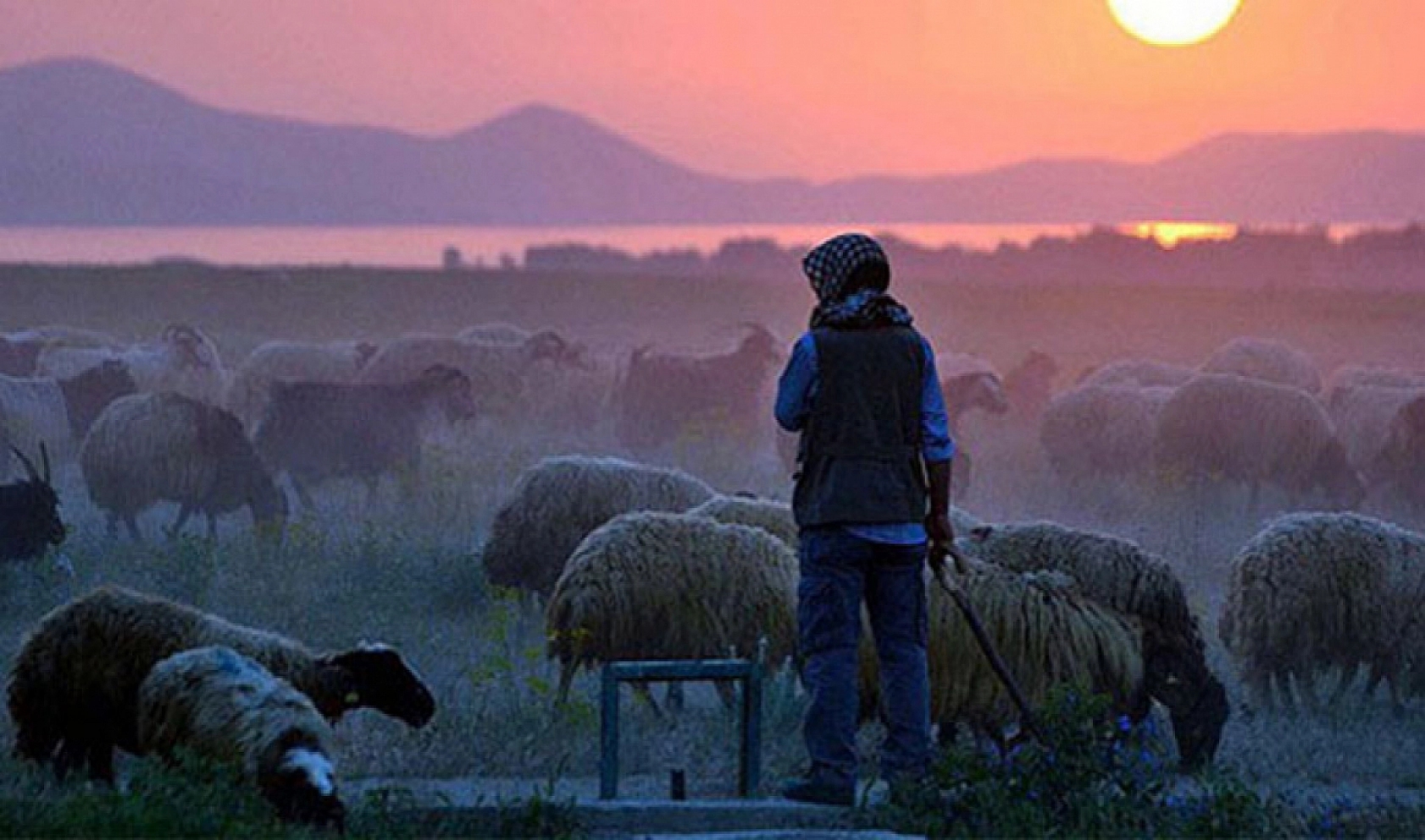 Hayvancılık İşletmelerinde Yabancı Çoban İstihdamı: Kapsam ve Detaylar Belli Oldu