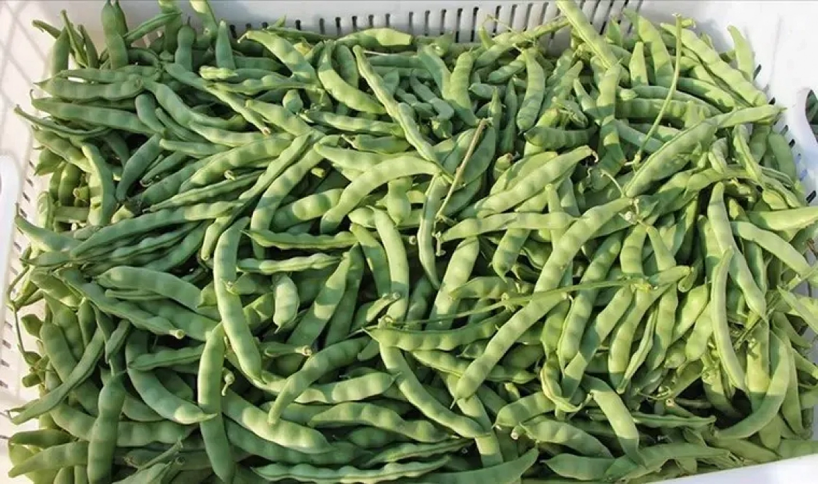 Malatya Hal Pazarı'nda Güncel Fiyatlar Açıklandı: En Ucuz ve En Pahalı Ürünler Belli Oldu