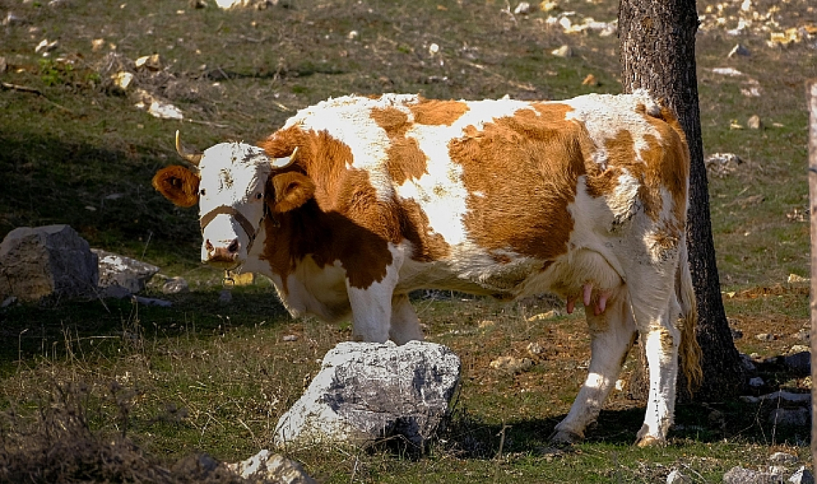 Süt Üretiminde Rekor Artış: 22 Milyon Tonu Aştı!