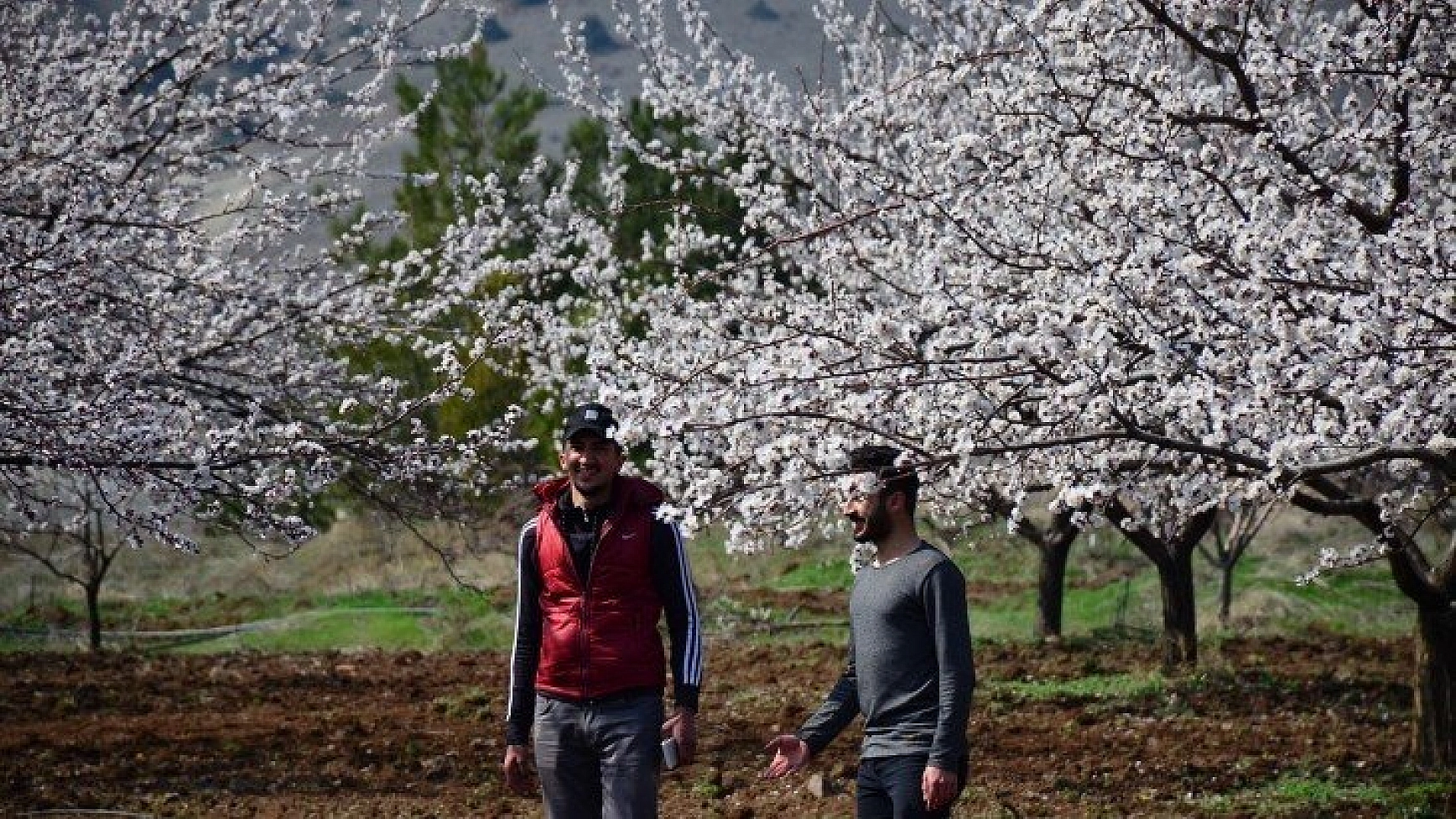 Kayısı çiçek açtı