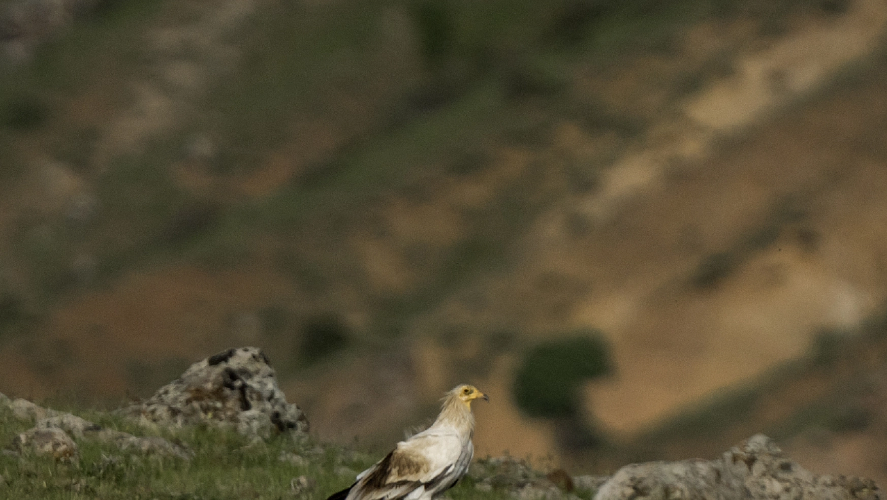 Nesli tükenme tehlikesi altındaydı! Bingöl'de görüntülendi!