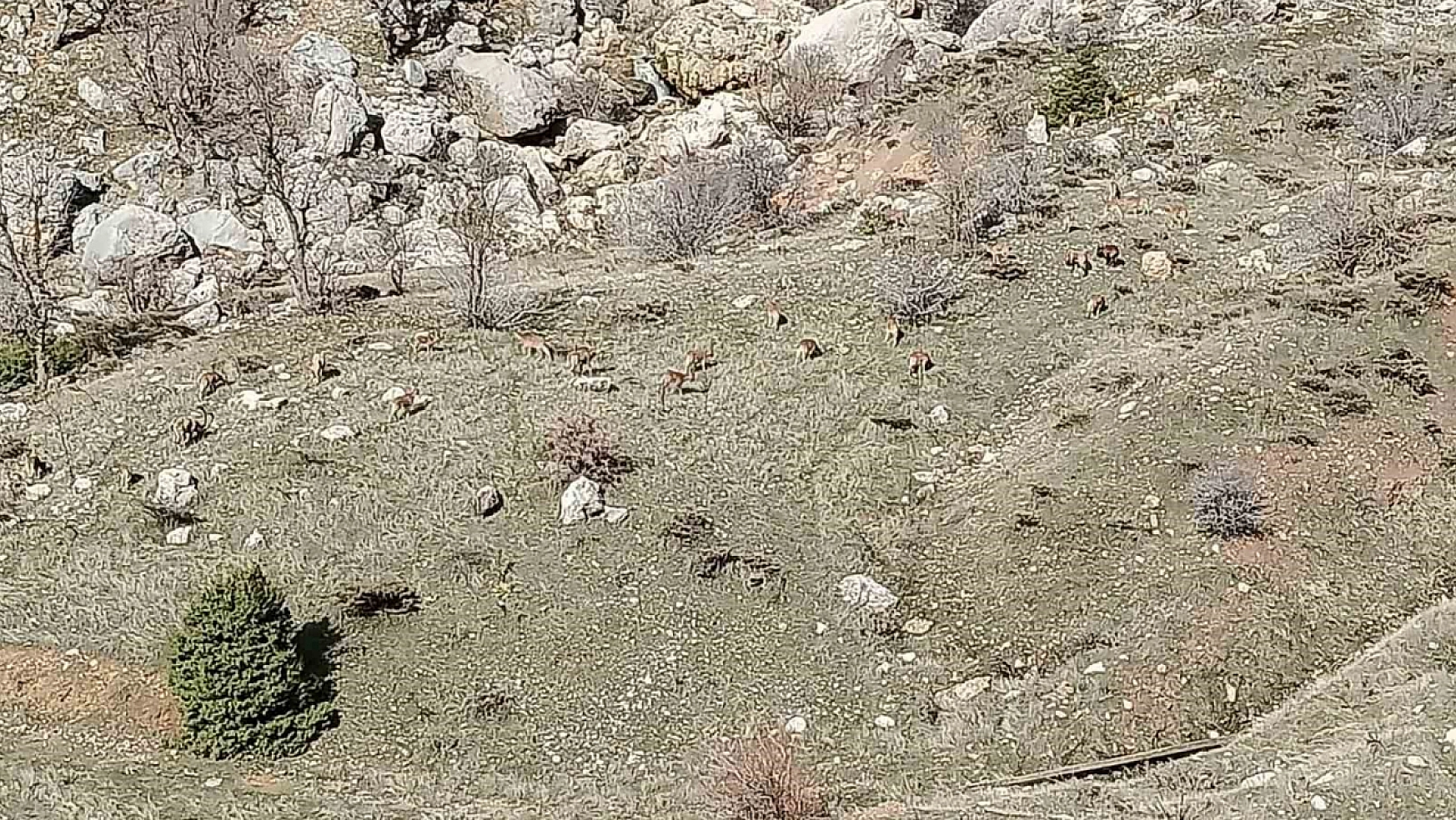 Nesli tükenme tehlikesi altında! Adıyaman'da sürüyle görüldü...