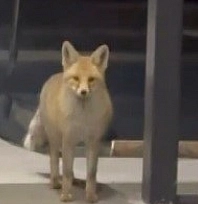 19 köpekli evin bahçesine girdi: Kedi mamalarını rahatlıkla yedi