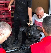 20 aileye 440 kümes hayvanı dağıtıldı