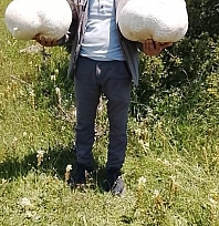 20 kiloluk mantar buldu